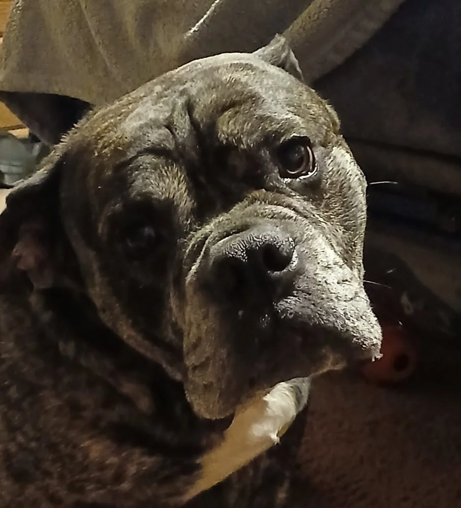 large gray dog sitting down while looking at the camera.