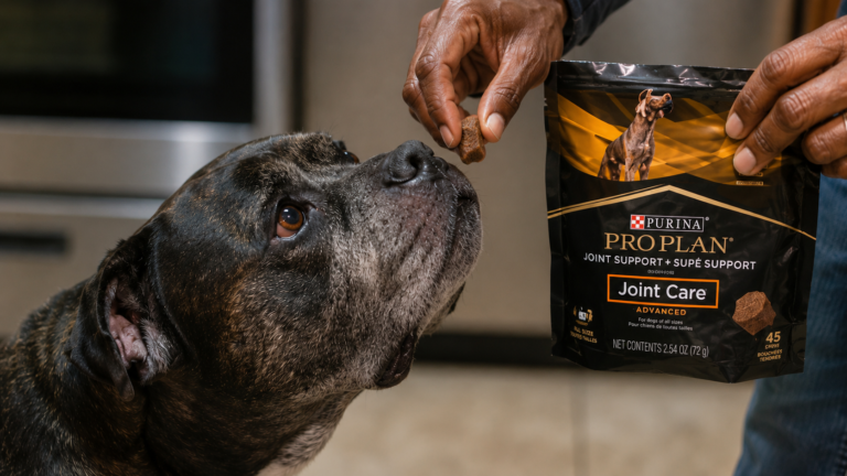 Purina Pro Plan Joint Care Review: What I Use for My American Bully
