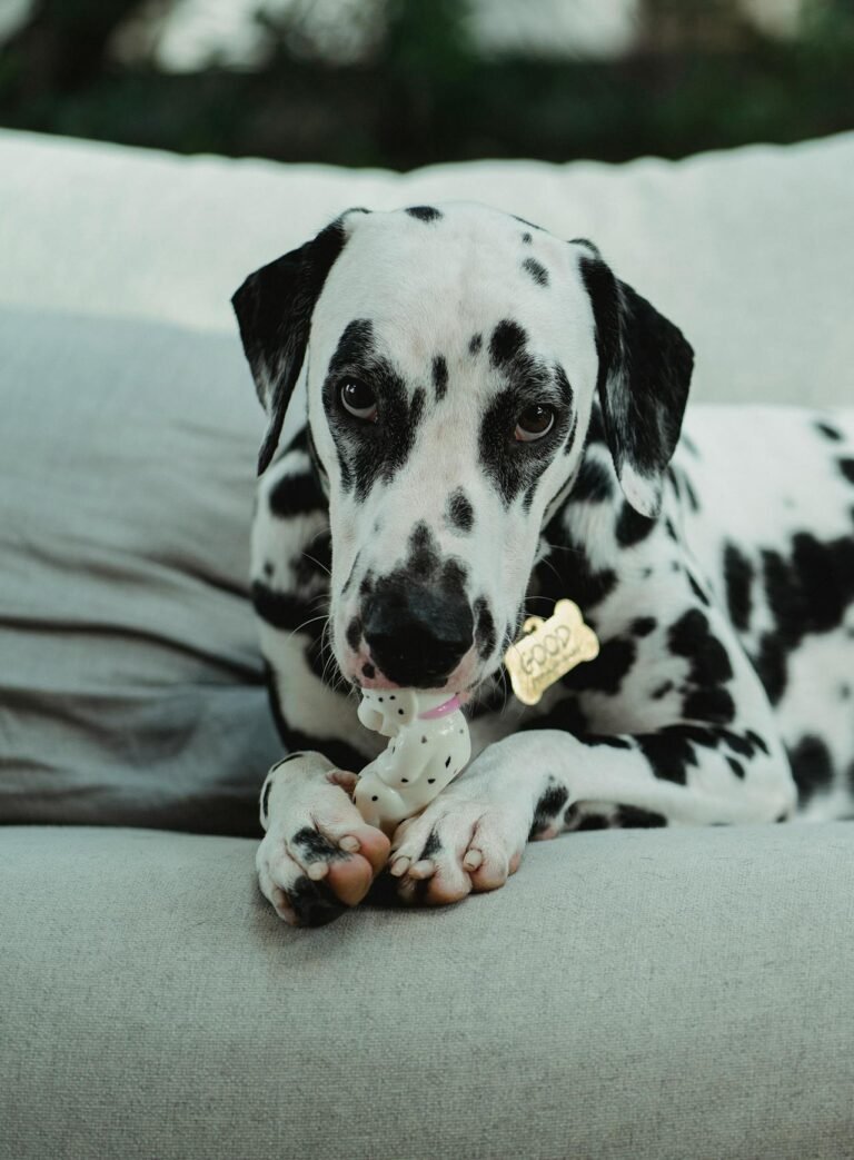 Understanding Puppy Teething & Safe Chewing for Large Breed Puppies