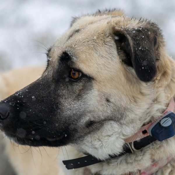 Anatolian shepherd photo by Dawn Casey