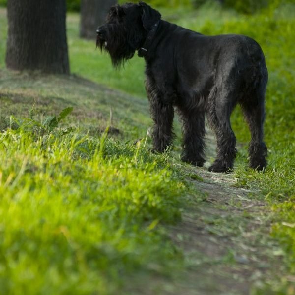 Giant Schnauzer 800x600