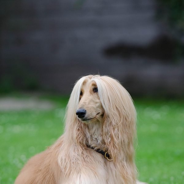 afghan hound