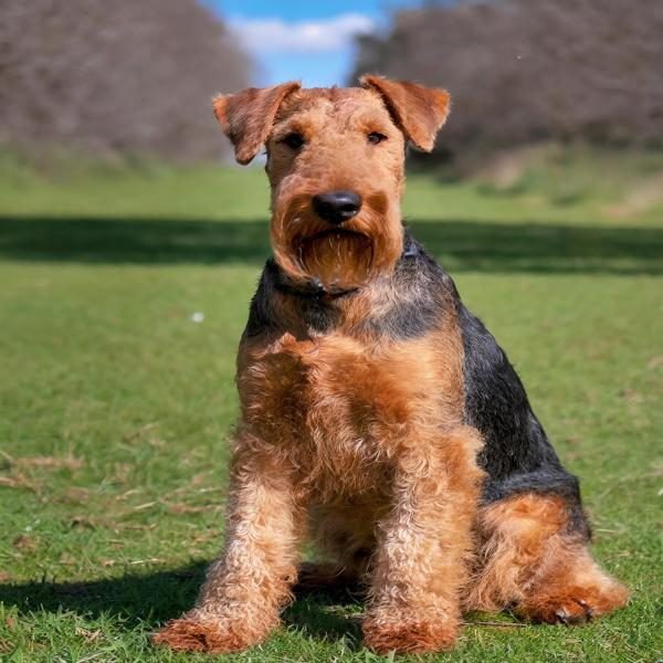 airedale_600x600
