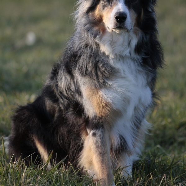 australian shepherd