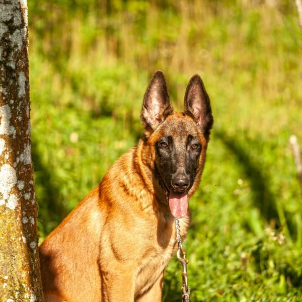 belgian malinois