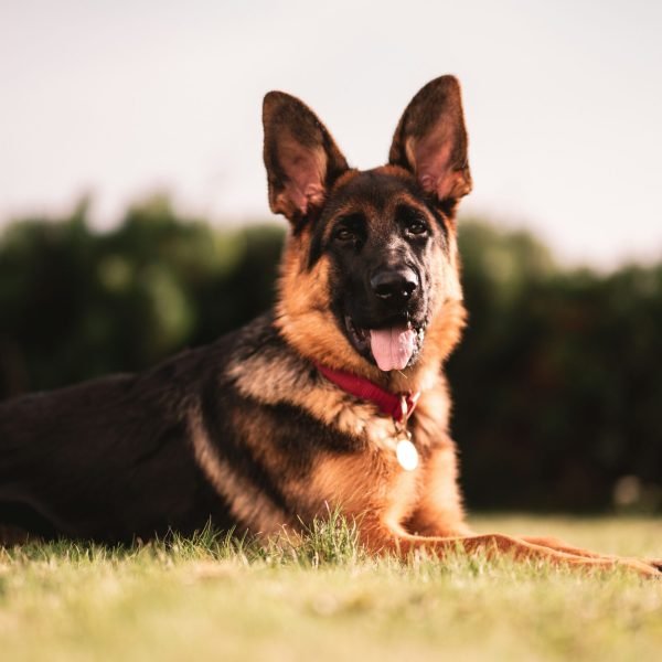dog - author alexander naglestad unsplash