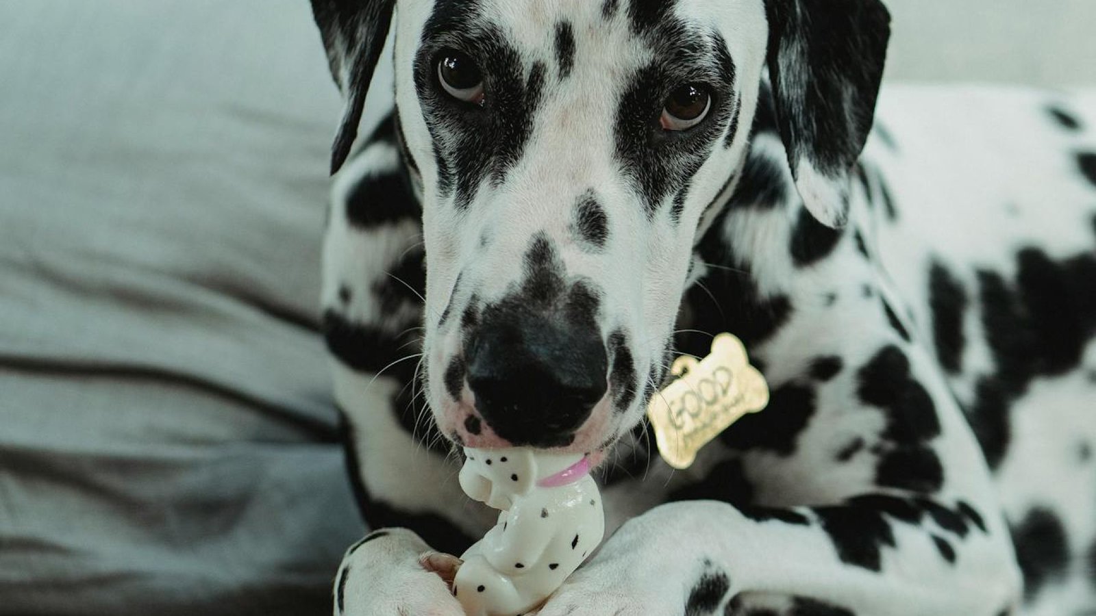dog chewing on a toy