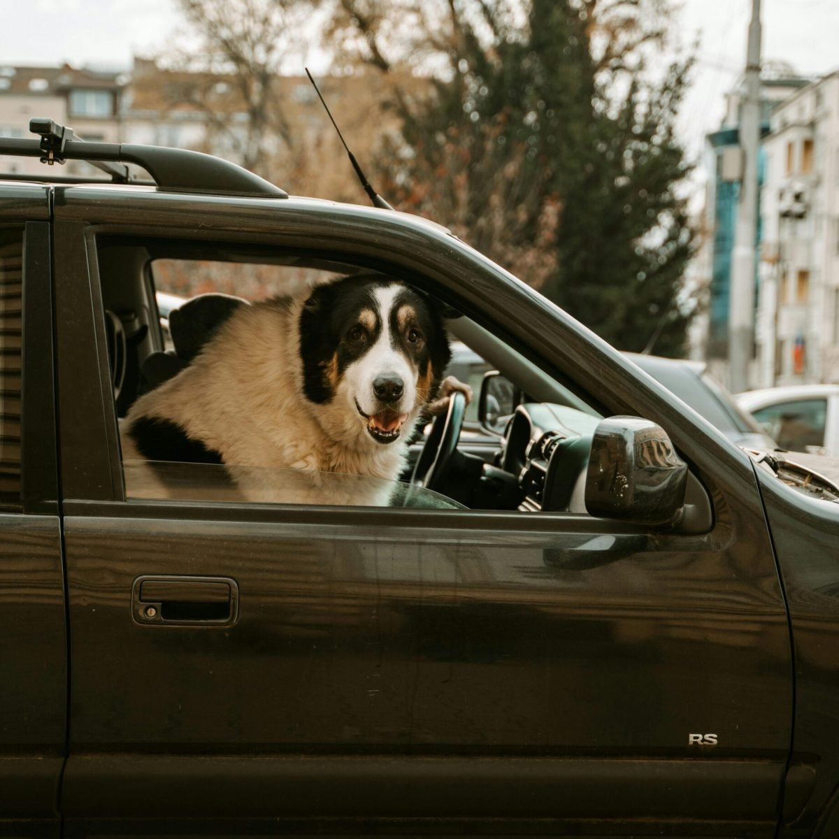 dog in car2 - image by Stijn Dikstra