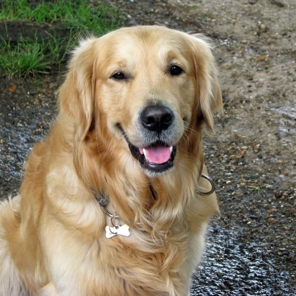 golden retriever