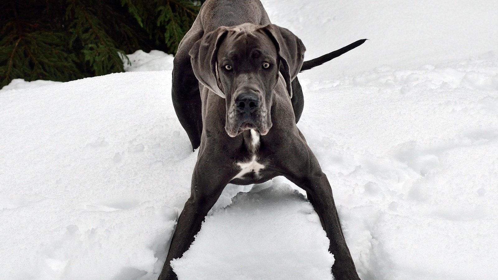 great-dane-pic by Martin Tajmr from Pixabay