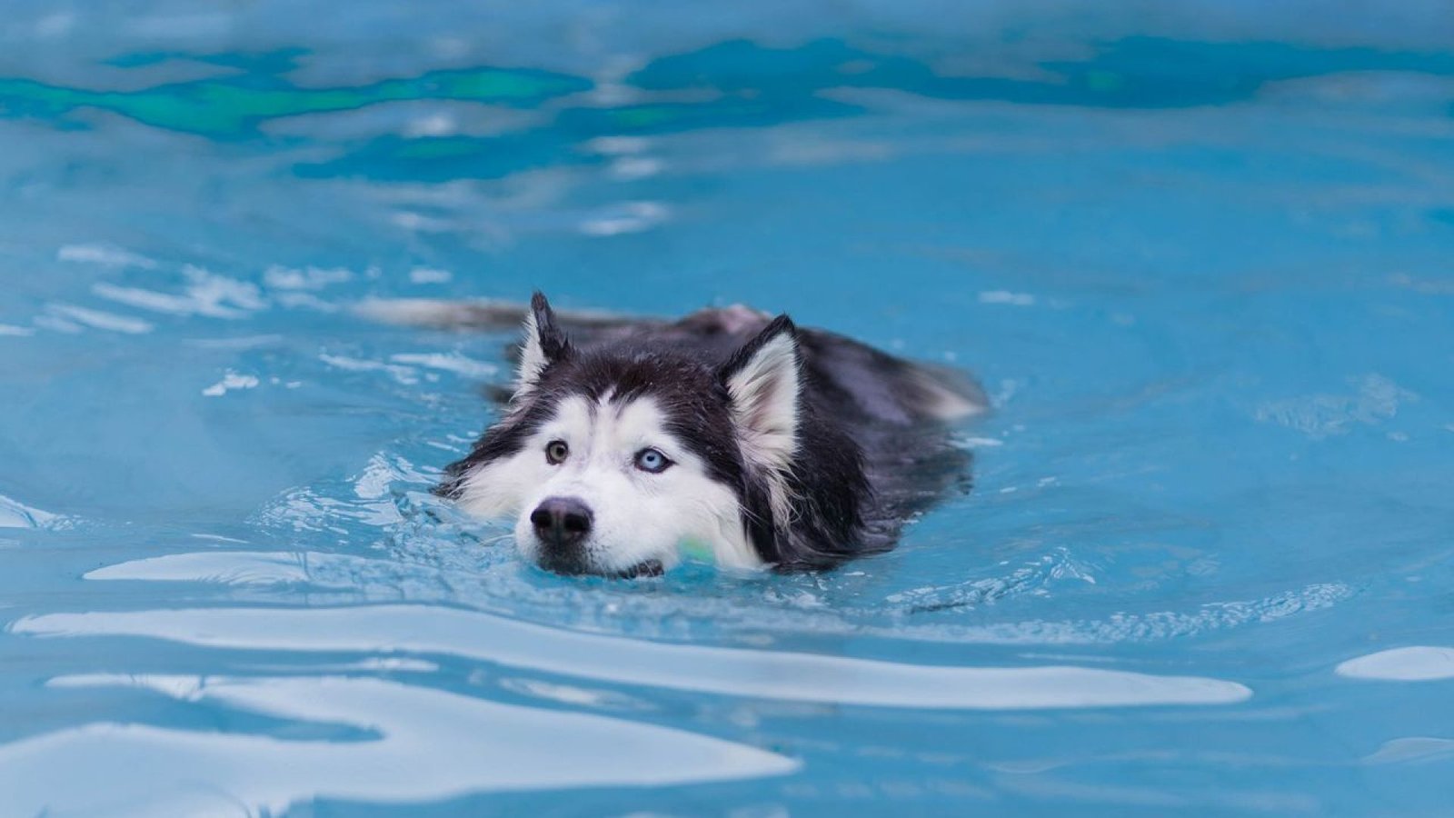 pexels-wolfart-dog swimming