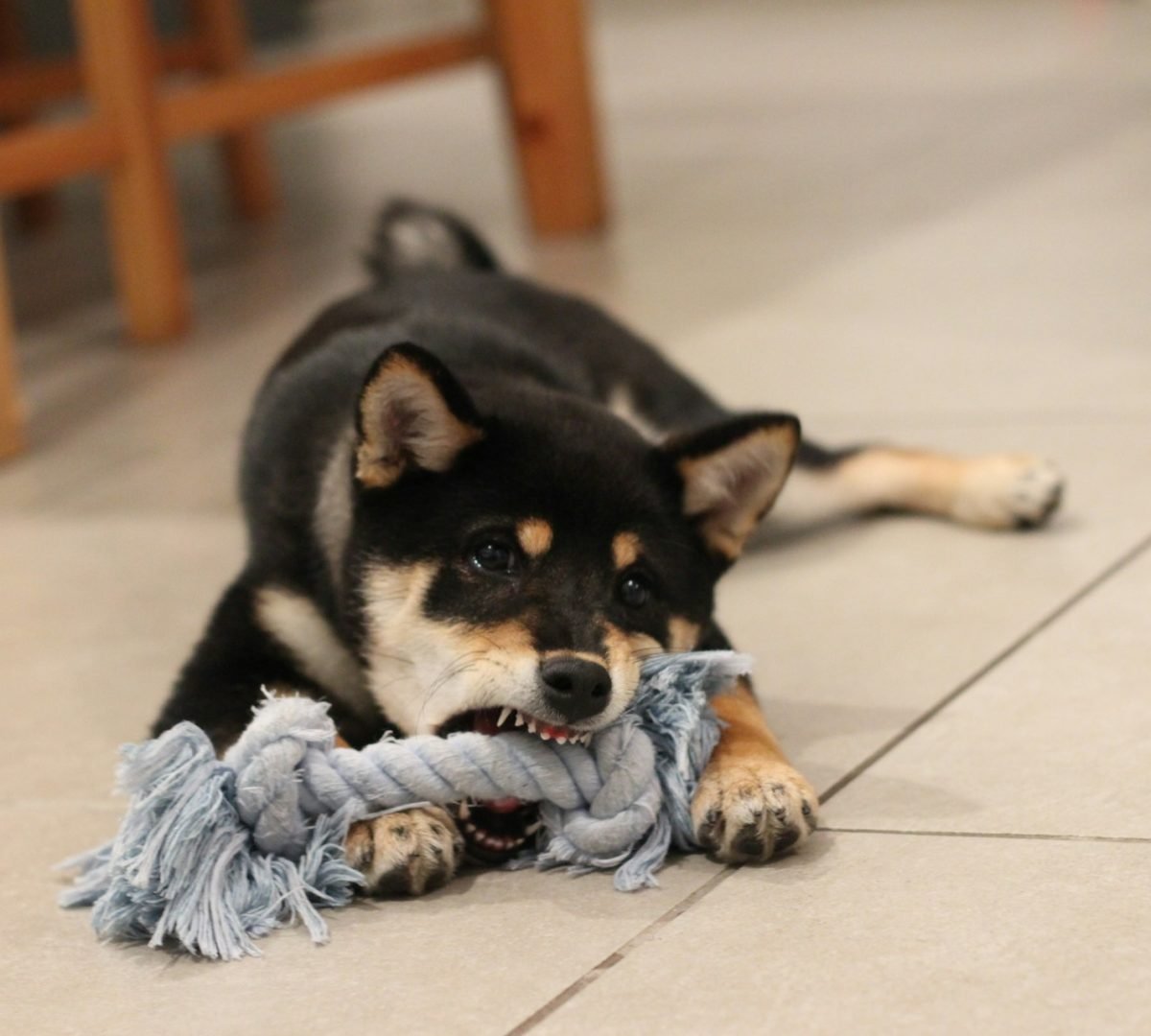 puppy chewing on toy kobi-kadosh-unsplash