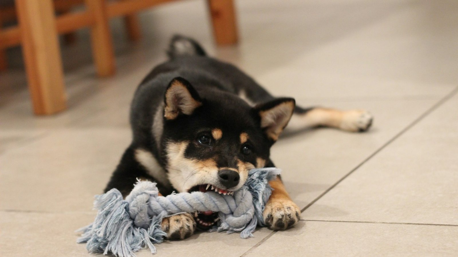 puppy chewing on toy kobi-kadosh-unsplash