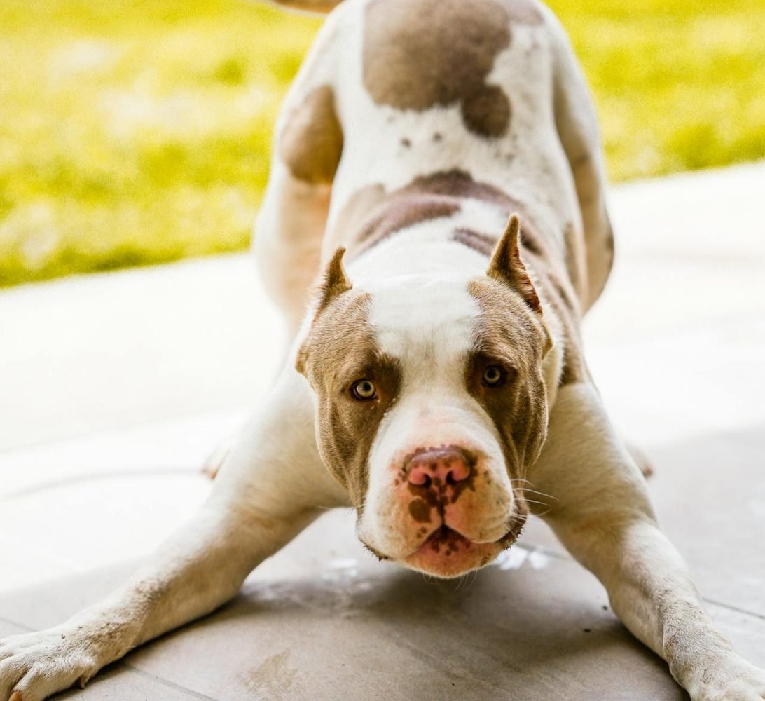 puppy playing