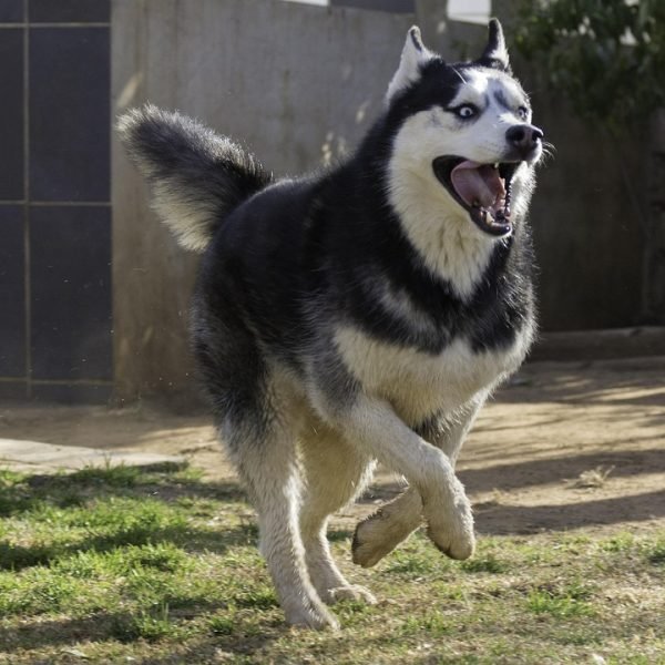 siberian husky