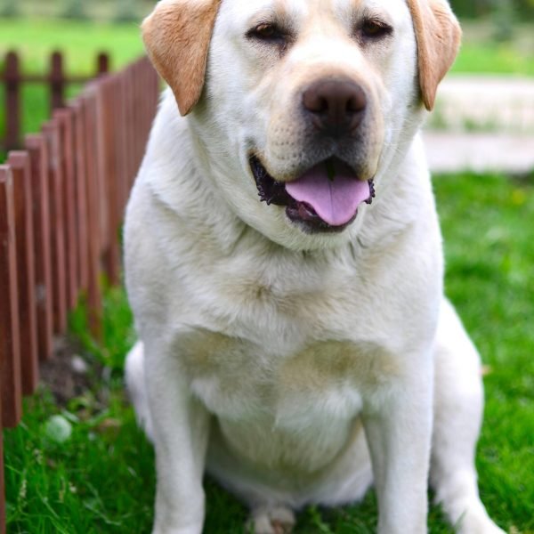 yellow lab. retriever